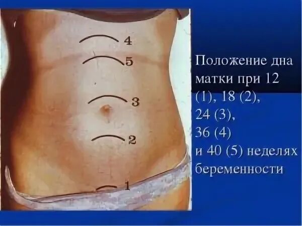 Где находится матка фото