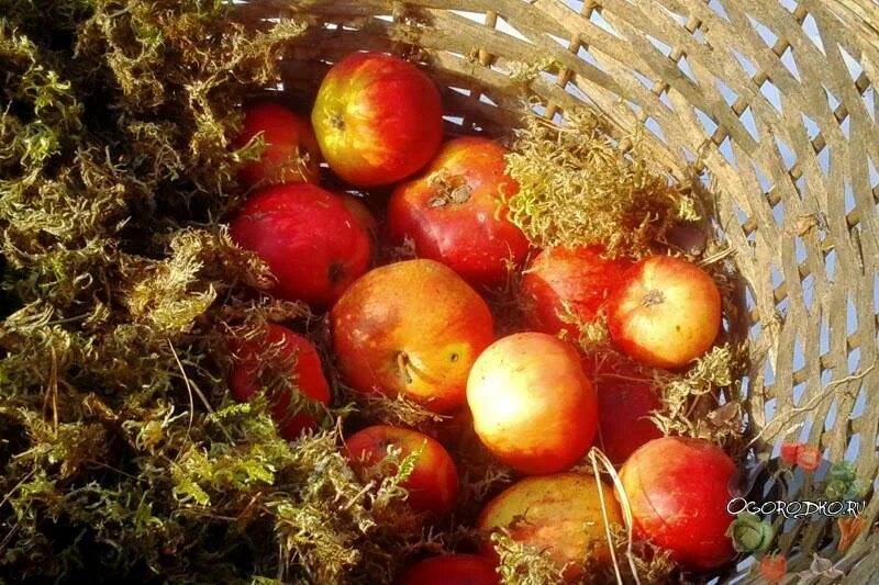 Для лучшего хранения яблоки протирают раствором хлорида. Яблоки в погребе. Яблоки в опилках. Яблоки на зиму в опилках. Яблоки на зиму в ящиках.