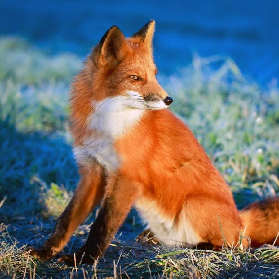 Покажи fox. Лисичка Патрикеевна Полярная. Лисица Сибирская. Лисица обыкновенная Лисья рыжая. Лисица псовые.