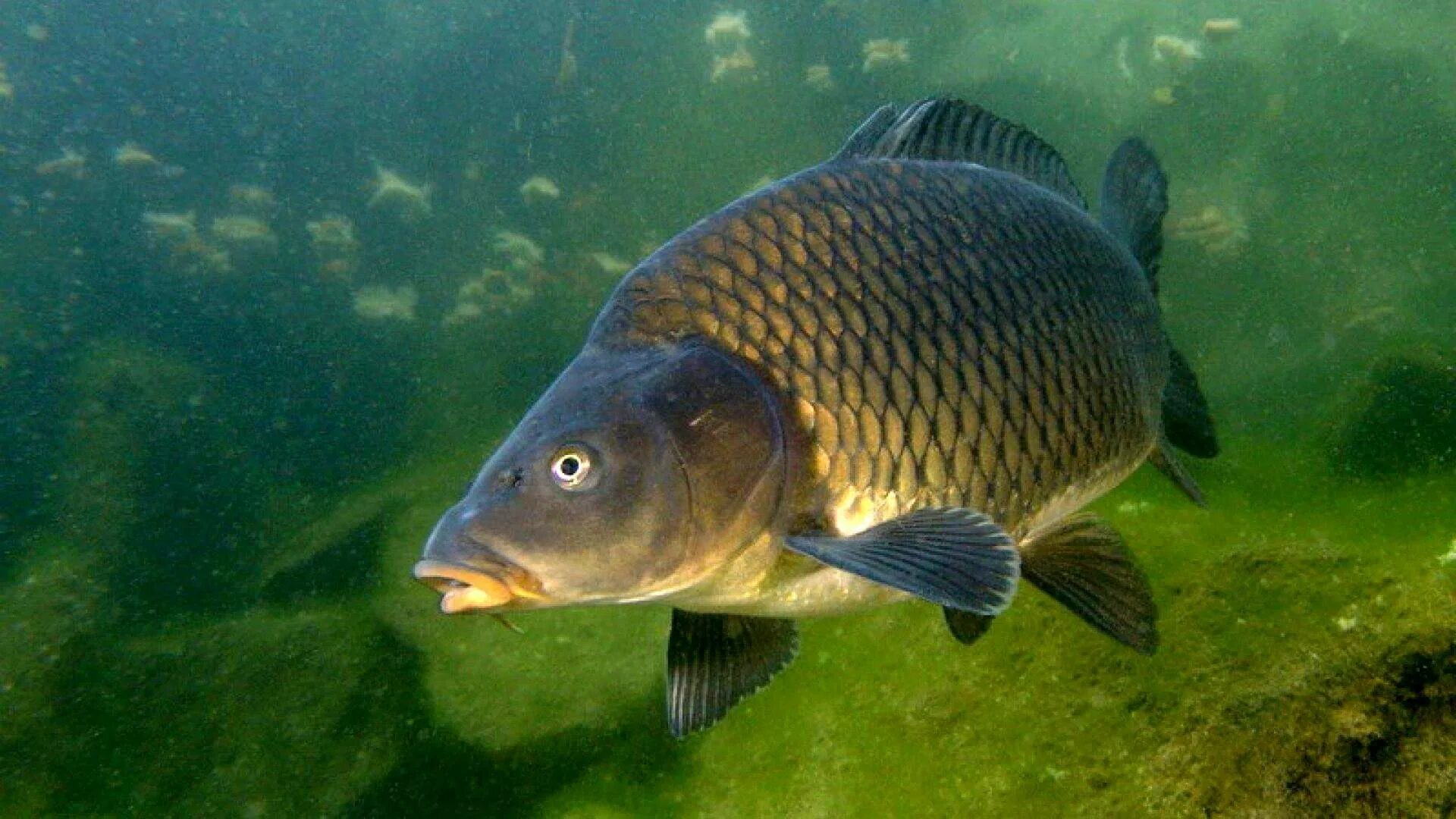 Сазан (Cyprinus Carpio). Карп (Cyprinus Carpio). Ропшинский Карп. Карп КАРПОЛОВ 8 июня. Живая рыба карась