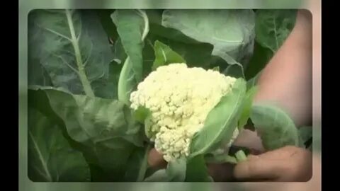 Пекинская капуста не завязывает кочан