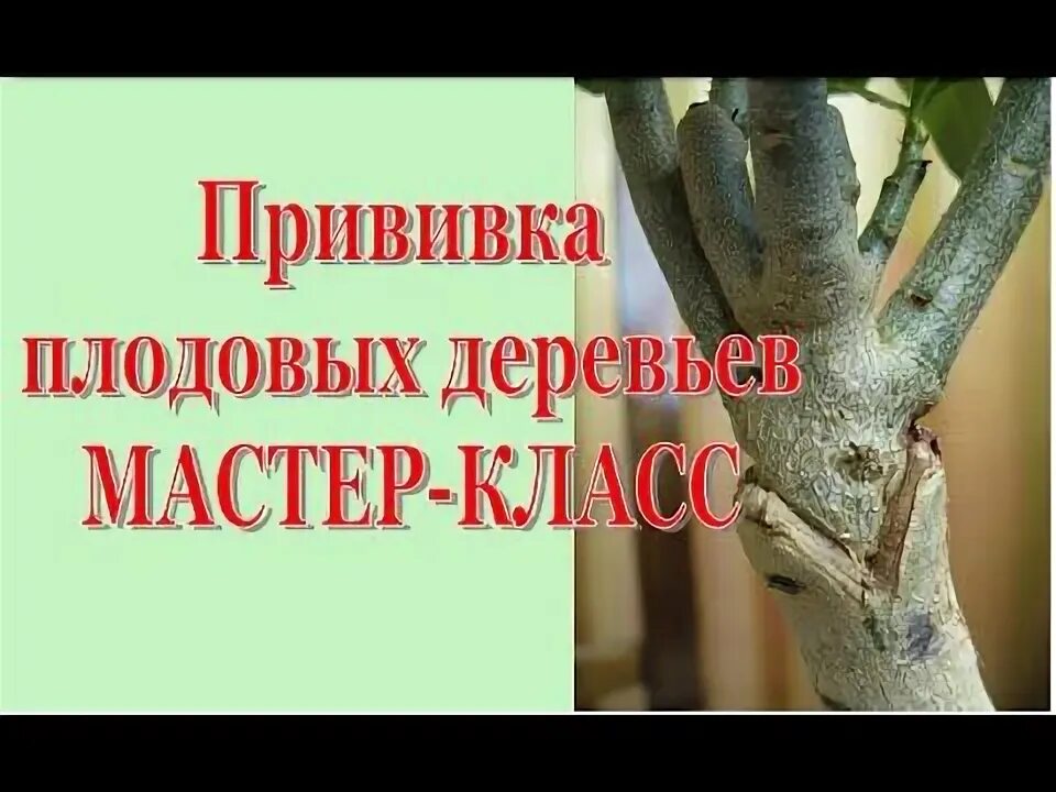 Когда начинать прививку деревьев весной. Прививки плодовых деревьев. прививка деревьев таблица. совместимость подвоя и привоя плодовых деревьев таблица. способы прививки плодовых деревьев весной.