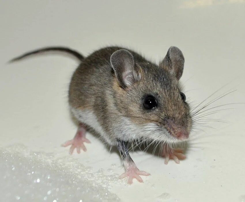 Mus musculus домовая мышь. Степная мышовка. Мышь домовая серая. Мышь Живая. Машь как правильно