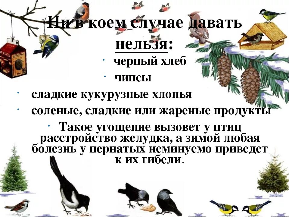 Зачем птицам. Чем можно кормить птиц зимой. Что нельзя давать птицам. Что нельзя давать птицам зимой. Почему нельзя кормить птиц.