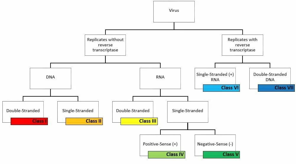 Classification of viruses. Классификация вирусов по Балтимору. Baltimore classification. Baltimore classification of viruses.