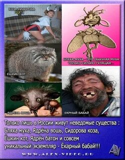 Ядрена вошь