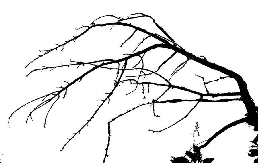 Ветки как дрожат. Деревья ветки тушью. наклонить ветку. ветки на переднем плане.