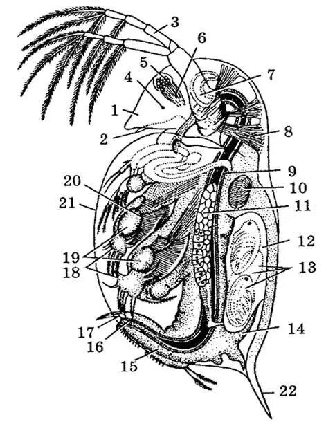 Карапакс дафнии. Дафния строение. Строение дафнии схема. Дафния Пулекс дафния обыкновенная Daphnia pulex.
