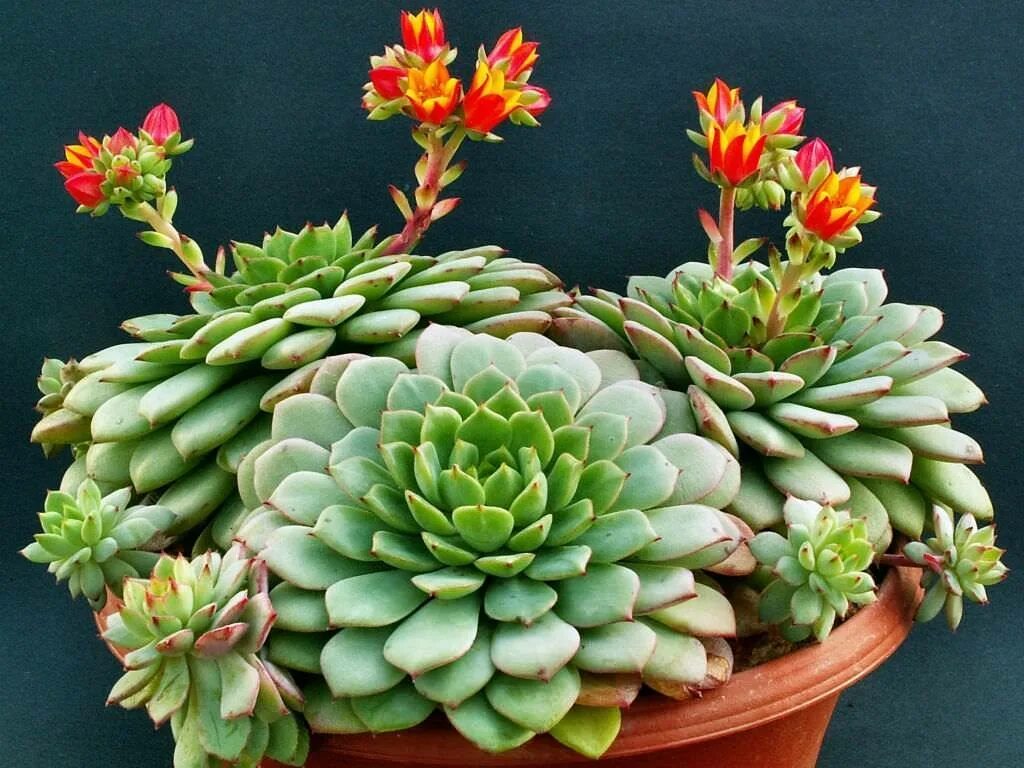 Эчеверия эхеверия. Суккулент эхеверия. Эхеверия изящная Echeveria elegans. Эхеверия Грин вельвет. Как ухаживать за каменной