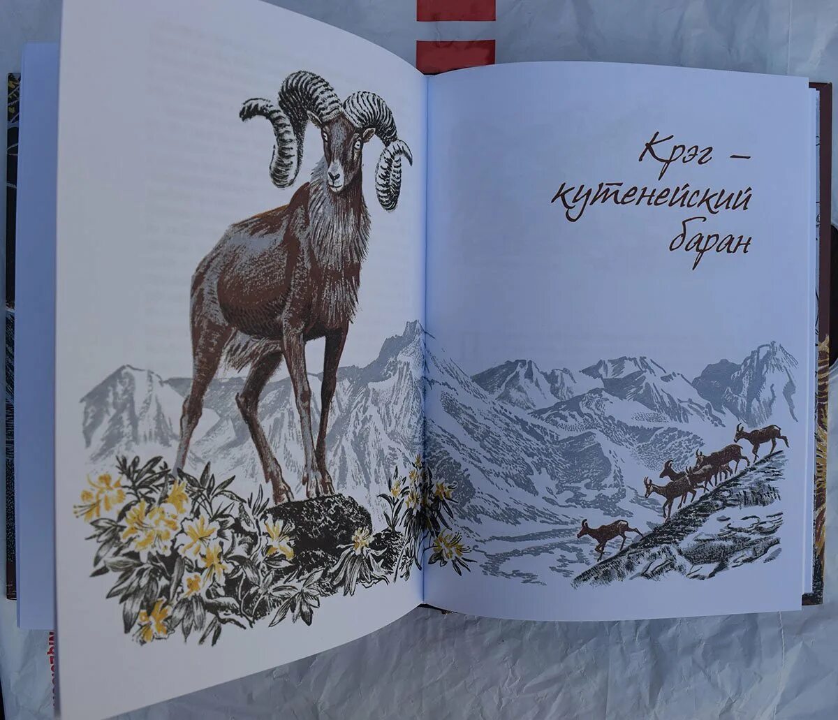 Сетон томпсон джек боевой конек. Джек боевой конек книга. Джек боевой конек читательский дневник. Джек боевой конек читательский дневник. Рассказ джек боевой конек.
