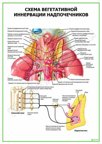 Лимфоузел надпочечнике. Иннервация мозгового вещества надпочечников. Иннервация коркового вещества надпочечника. Иннервация надпочечников схема. Блуждающий нерв надпочечники.