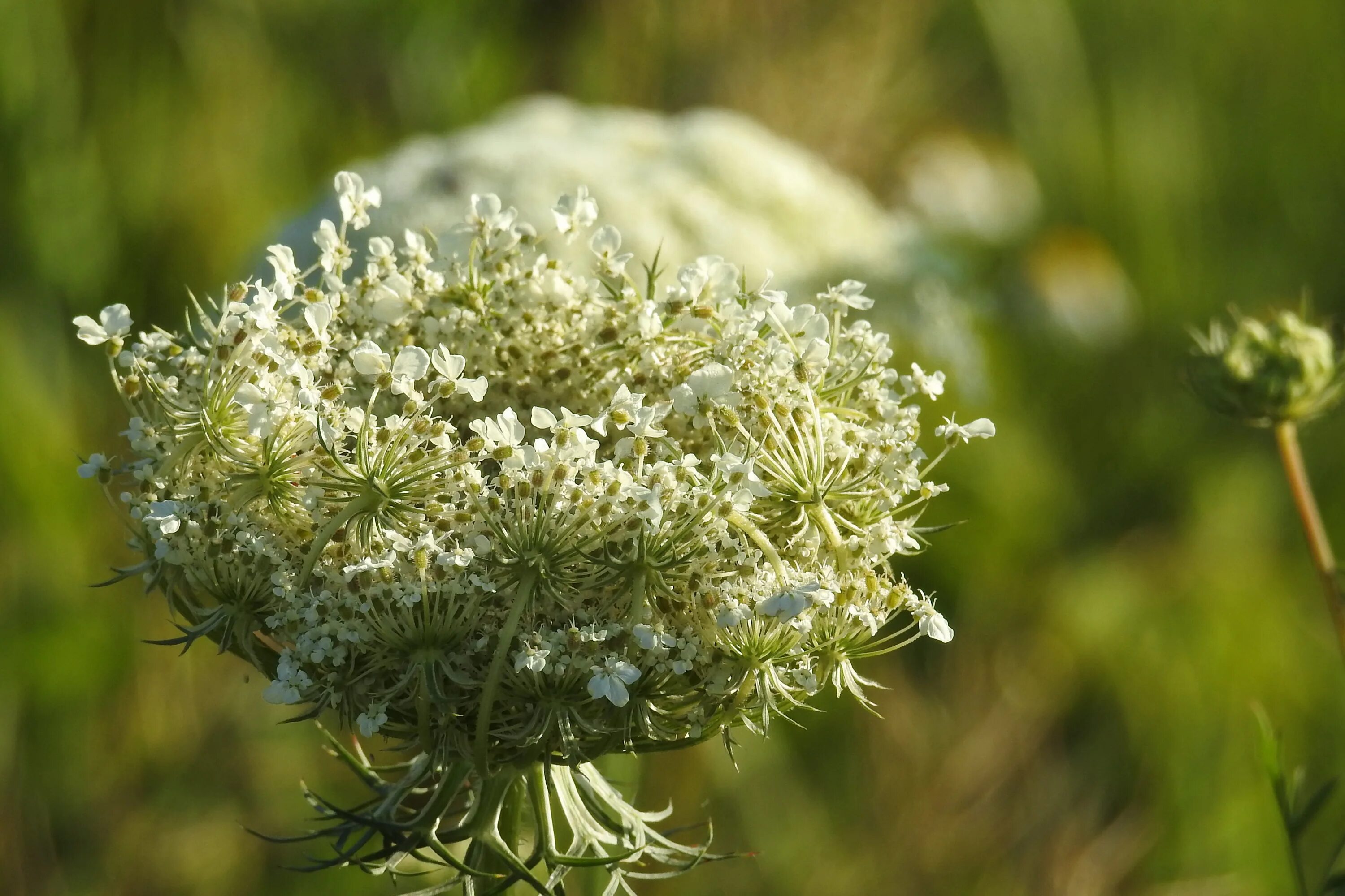 Дикая морковь зонтичные. Зонтичные (umbelliferae(apiaceae)). Реброплодник уральский курай. Зонтичные. Зонтичные.