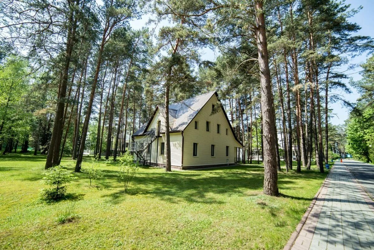 сосновый бор санаторий рб. сосны беларусь. неман беларусь река сосны. кедр сибирский красноярский край. сосны беларусь.
