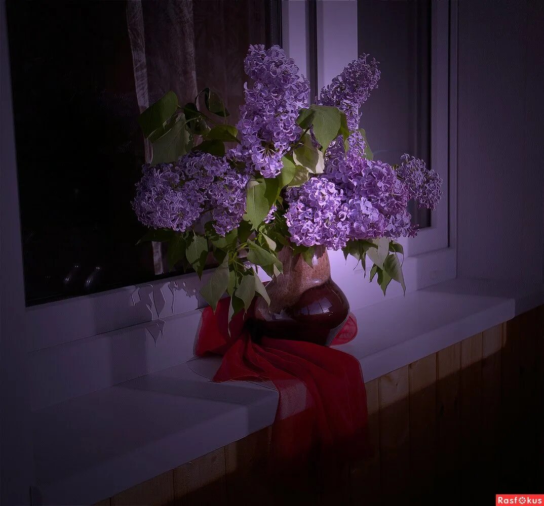 вечерние цветы. картинки вечерних цветов. красивые ночные цветы. вечерние цветы для женщины. цветы вечером.