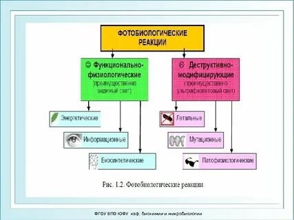 Функциональные реакции