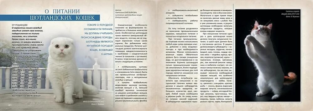 Что можно давать котенку в 2 месяца. Шотландская вислоухая кошка рацион питания. питание шотландских вислоухих кошек в 2 месяца. что можно давать шотландским котятам. чем кормить шотландского вислоухого котенка.