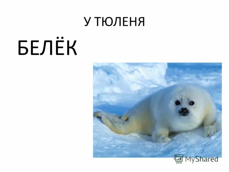 Титул маленькая. Титульный лист книги. Титульный лист детской книги. Пин хенк бравл старс. Титул маленькая.