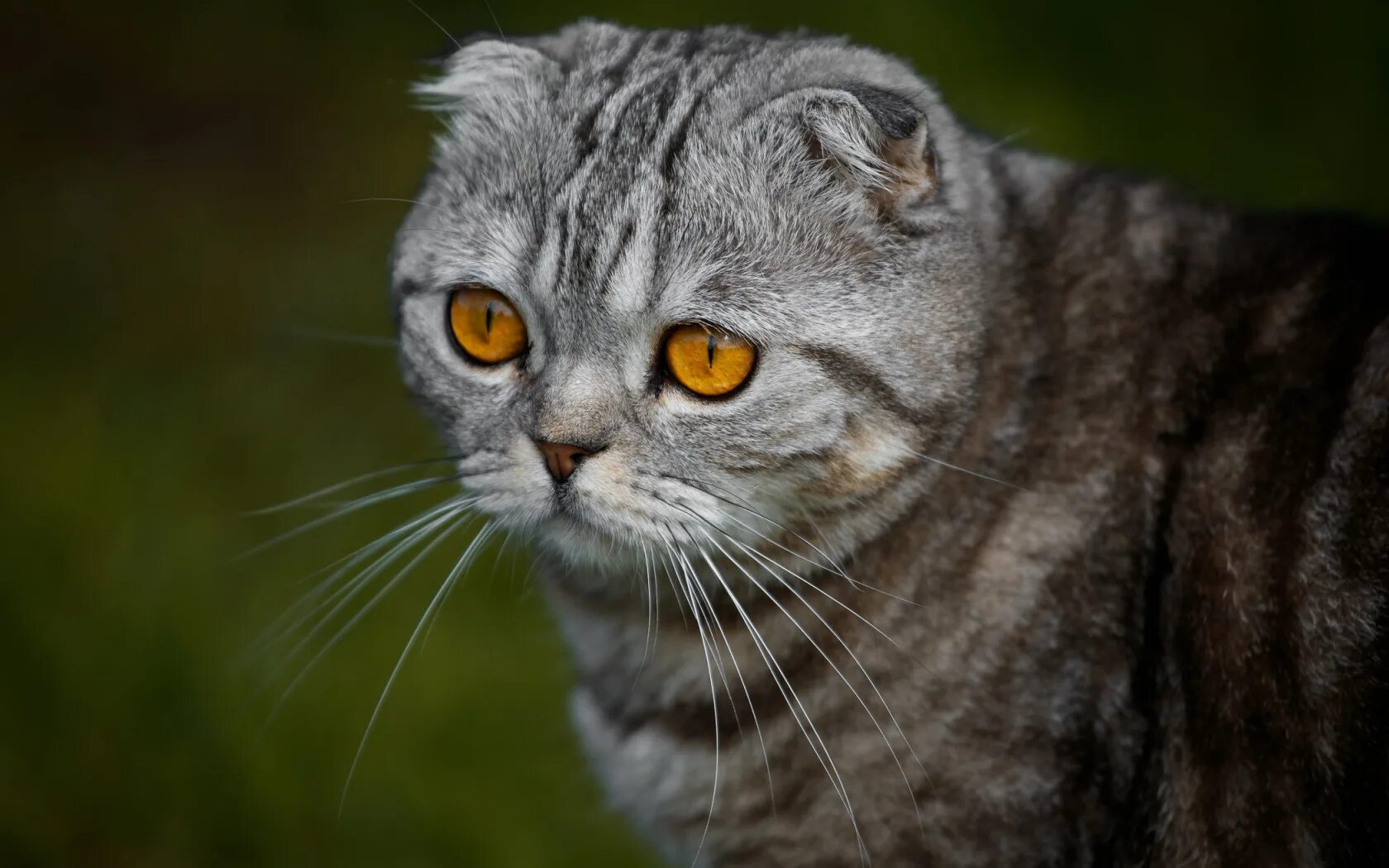 Шотландский вислоухий кот серый. Шотландская вислоухая кошка фолд. Шотландские вислоухие коты фото. Британская голубая вислоухая. Шотландская вислоухая кошка.