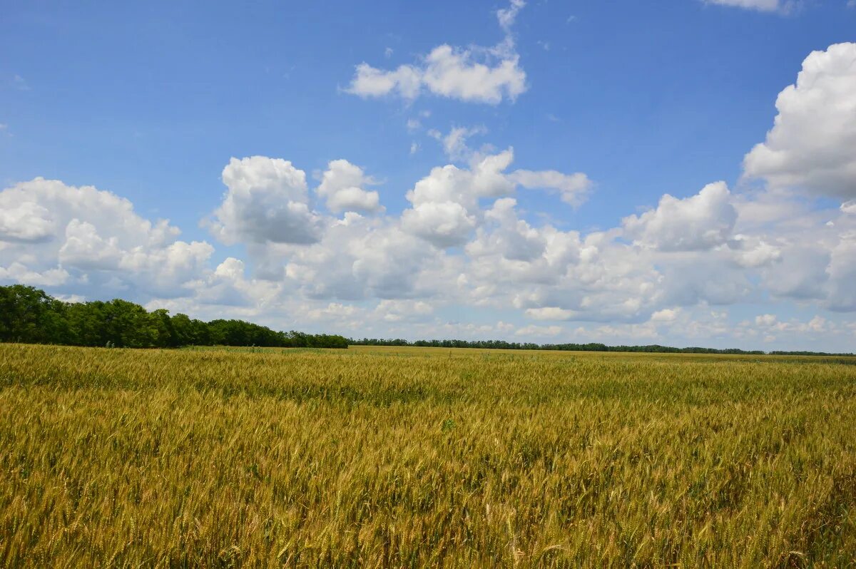 красивое поле. бескрайние поля. пшеничное поле солнце. фон поле. широкое пшеничное.