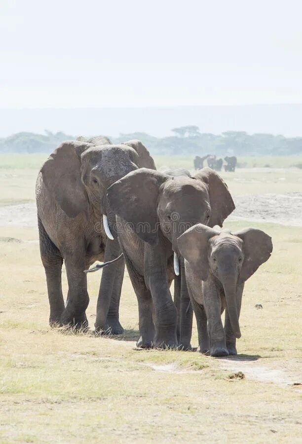Father elephant. Слоны семья. Два слона. Два слона семья. Слон мама папа.