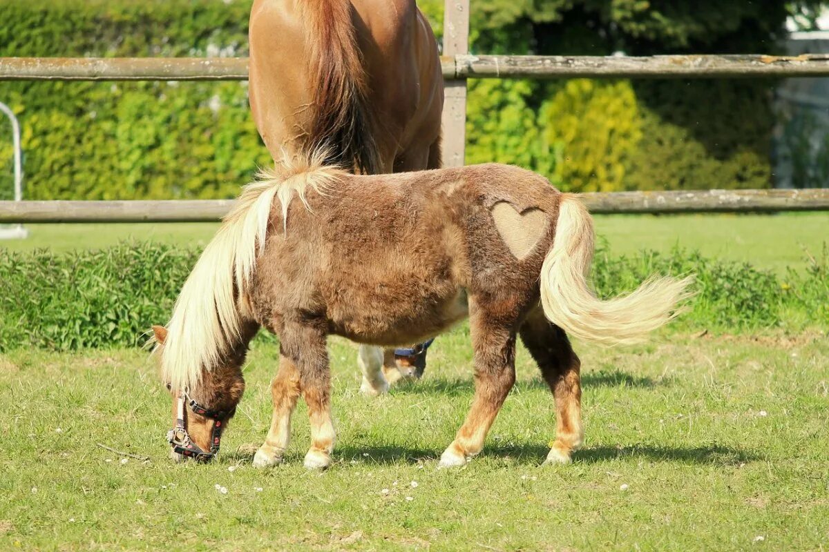 Mini pony. Мини пони мини Хорс. Пони скакун. Лошади и пони. Маленькие лошадки.