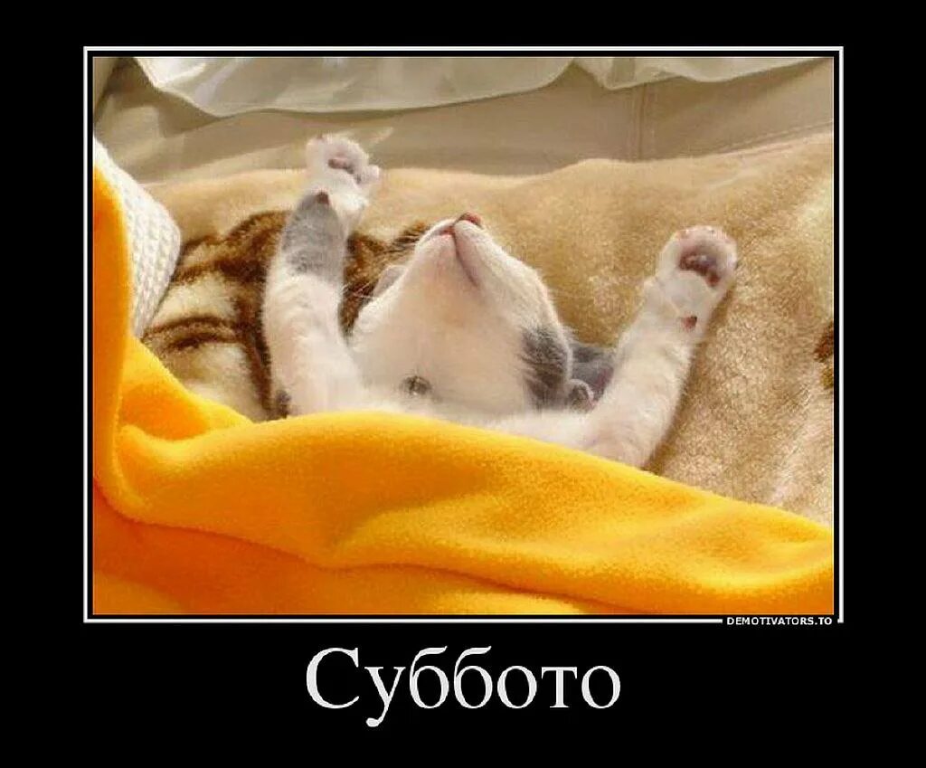 Доброе утро субботнее прикольные смешные. Доброе утро субботнее прикольные смешные