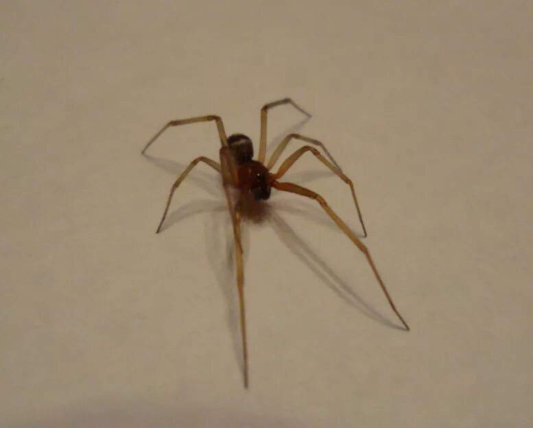 Daddy Long Legs Spider Long leg spider, Spider, Daddy long