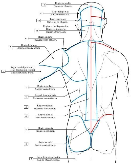 Анатомические области тела человека схема. Топография анатомия области спины.