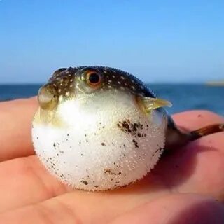 Fat fish