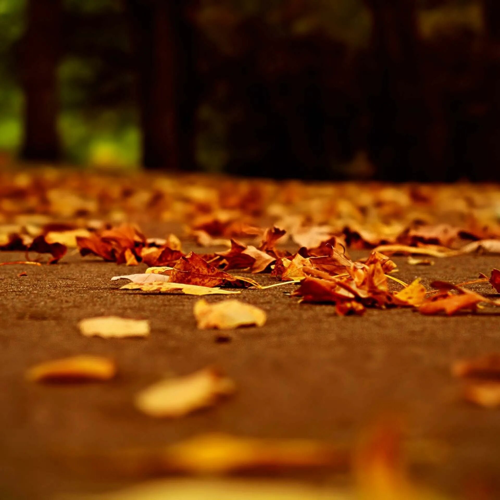 Autumn live. Autumn live