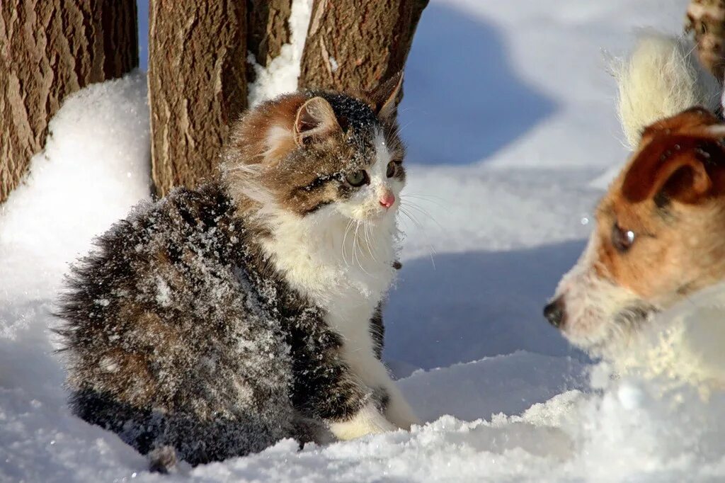 Кошки зимой. Животные в снегу. Зимние звери. Домашние животные зимой.