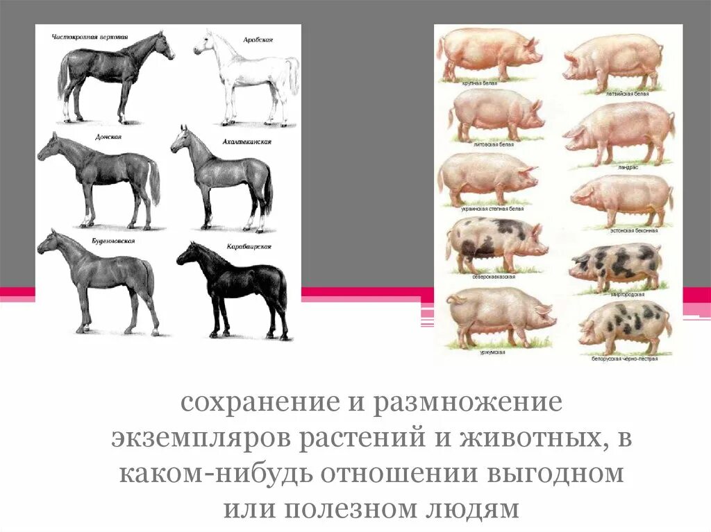 Что такое искусственный отбор, формы искусственного отбора. Формы искусственного отбора в селекции. Искусственный отбор в селекции растений. Селекция домашних животных.