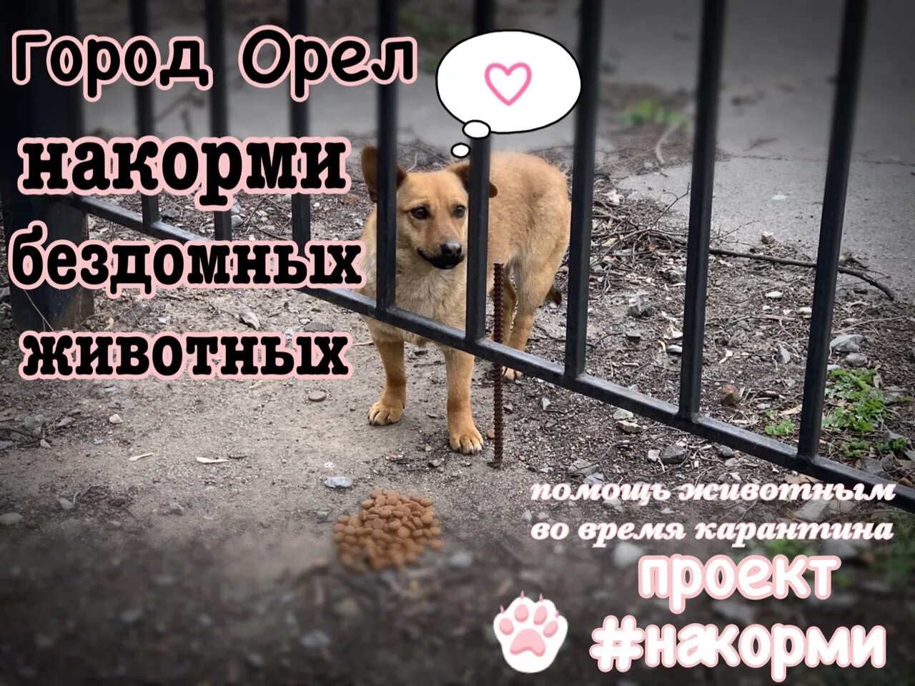 Штраф за кормление животных. Покормить бездомных животных. накормить бездомных животных. покорми бездомные животные. покормите бездомных жи,во.