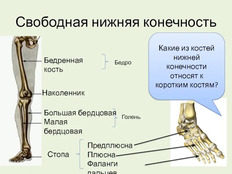 Плюсна бедренная кость