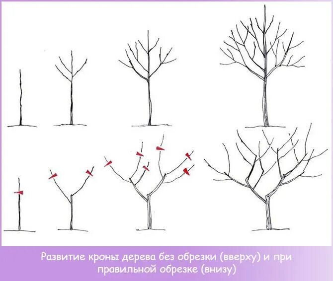 Как обрезать яблоню для начинающих. Обрезка яблонь весной схема. обрезать яблоню весной правильно. обрезка яблони весной. схема обрезки яблони весной.