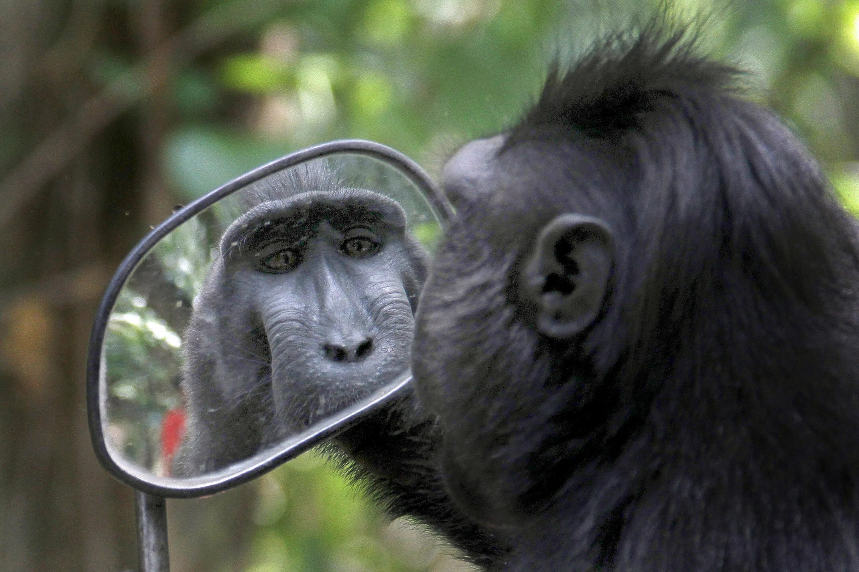 Она макака по знаку зодиака. Обезьяна. Зеркало и обезьяна. Зеркало обезьянка. Шимпанзе и зеркало.