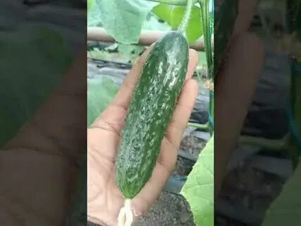 Огурцы сорта анзор