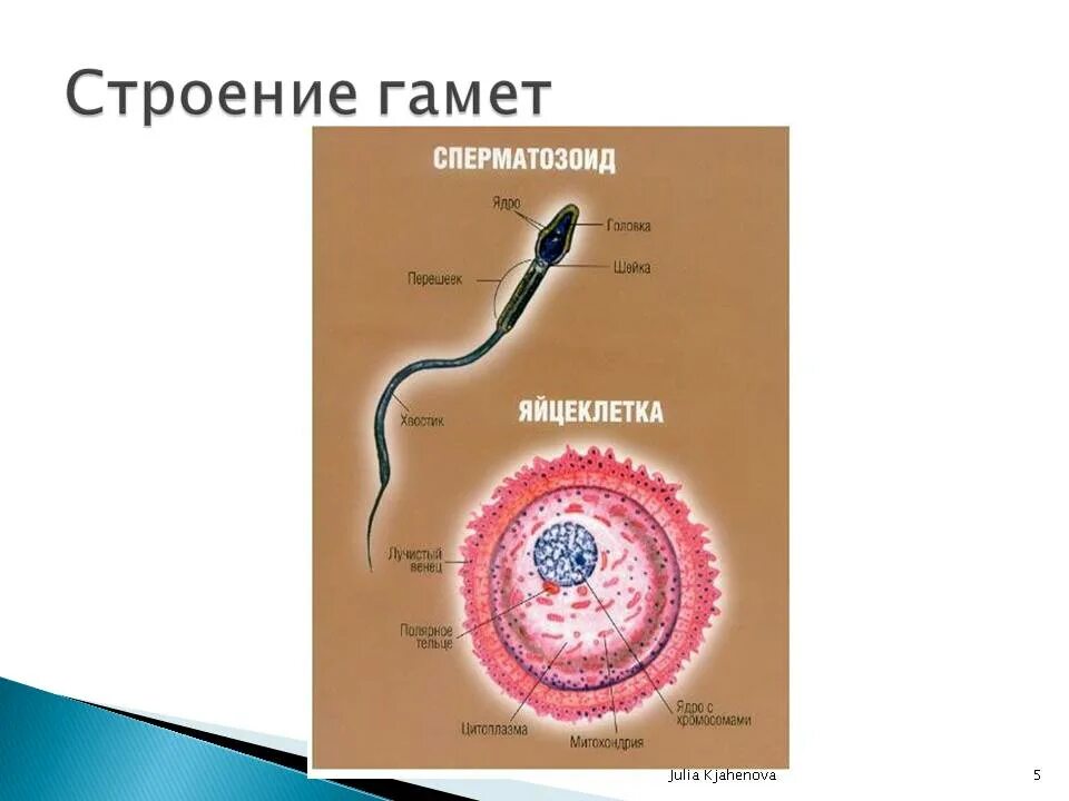 Мужская гамета