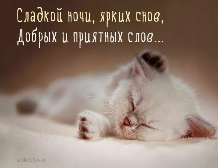 Приятные картинки с надписями. Сладких снов любимая. Спокойной ночи сладких снов любимая. Сладких снов котенок. Сладких снов малышка.