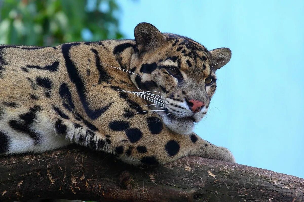 Clouded leopard