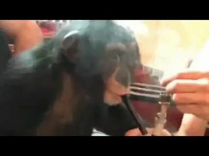 Обезьяны курят кальян