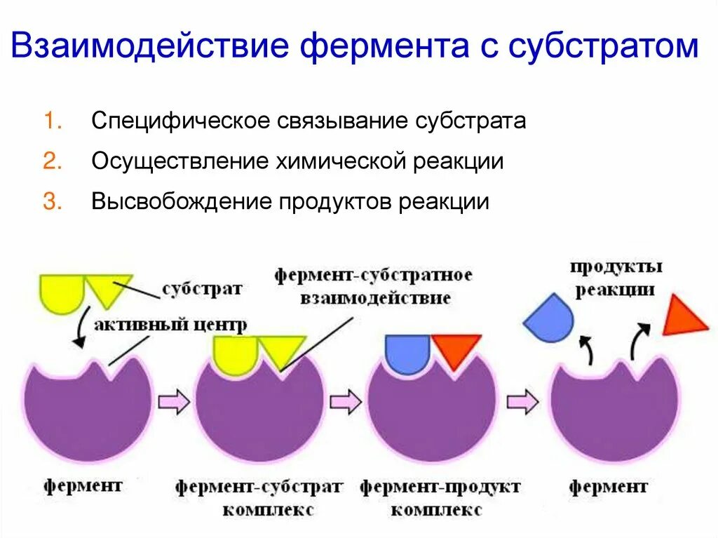 Взаимодействие фермента с субстратом. Схема взаимодействия фермента с субстратом. Модель ключ замок ферменты. Модели взаимодействия фермента с субстратом. Состав центров ферментов