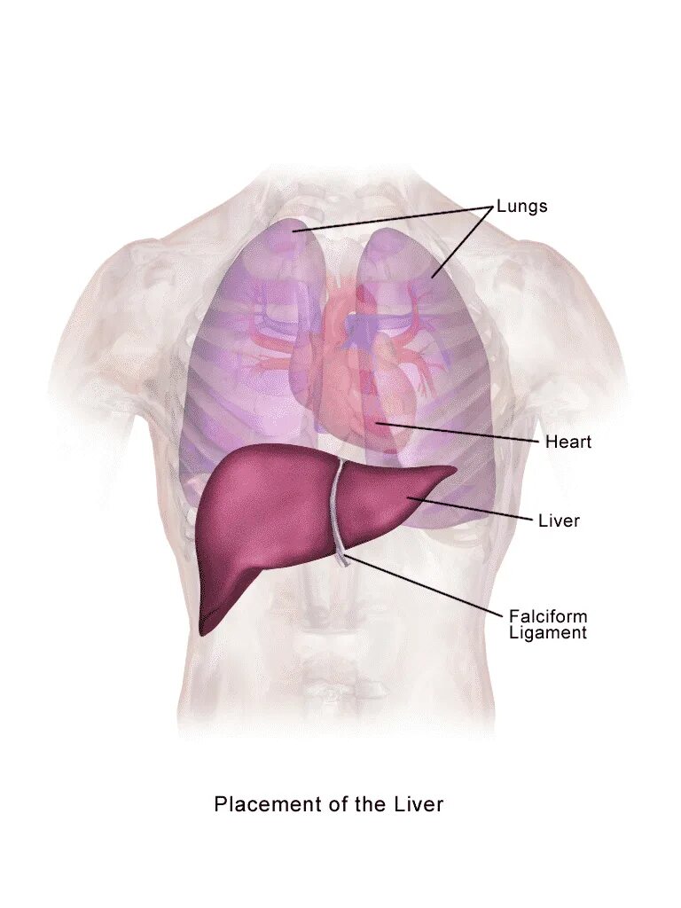 Печень где находится с какой. Гдегдеинаходится печень. Где находится печень у человека. Гдеинаходитьсч печень.