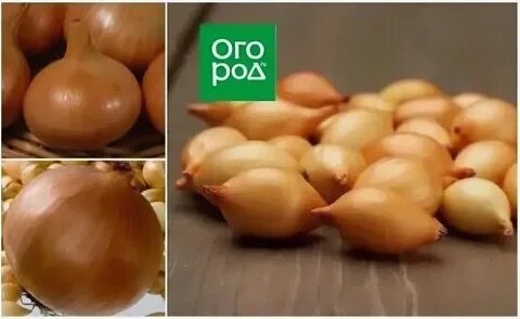 Лук озерский описание сорта отзывы