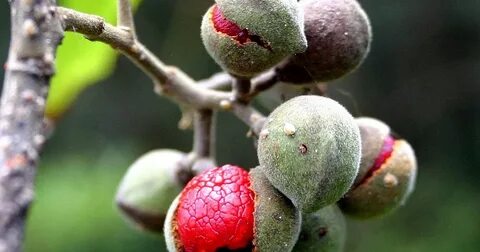 Strange fruit