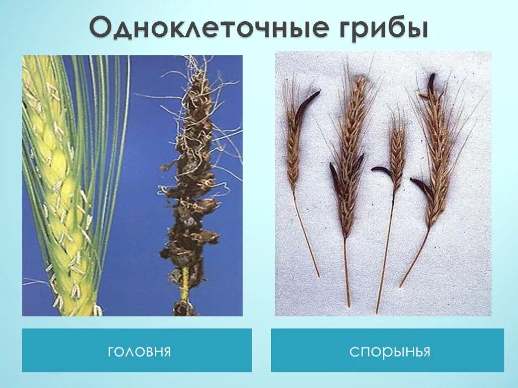 Грибы головня и спорынья. Головня и спорынья грибы паразиты. Грибы паразиты растений головня. Строение грибов спорынья, головня. Головня и спорынья грибы паразиты.