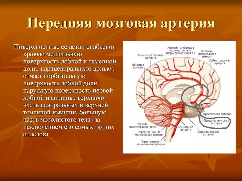 Инсульт левой артерии. Задняя мозговая артерия кровоснабжает доли. Передняя мозговая артерия кровоснабжает. Кровоснабжение передней мозговой артерии. Корковые ветви средней мозговой артерии.