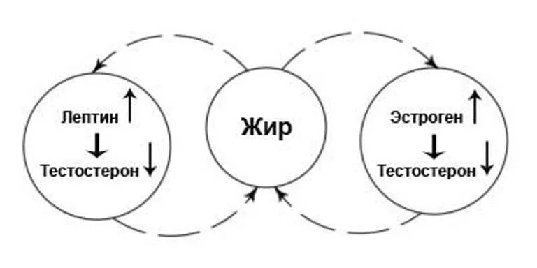 Стресс жиры