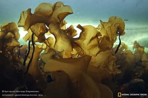 Бурые водоросли белого моря