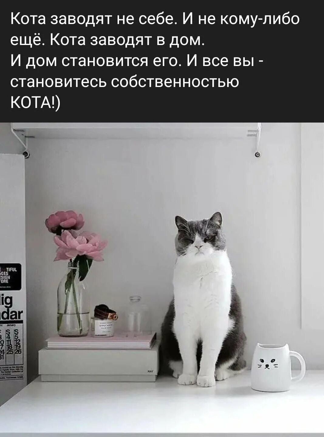 Выход кошечки. Интерьер для кота в квартире. Коты в интерьере квартиры. Комната для кошек. Комната с котиками.